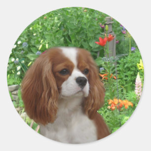 Sticker Cavalier King Charles Spaniel