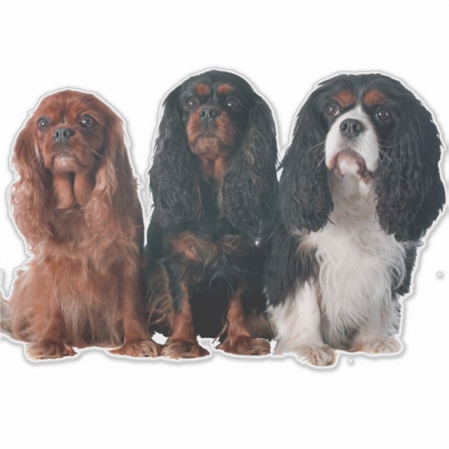 Sticker Cavalier King Charles Spaniel Chien Chien Chien Ch (Devant)