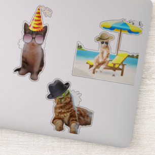 Sticker Chat Sur La Plage