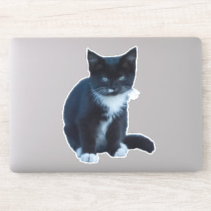 Sticker Chaton noir et blanc Tuxedo assis et regardant