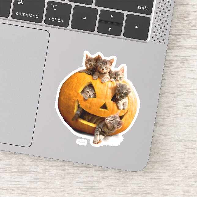 Sticker Chatons à Jack-o-Lantern (Détail)