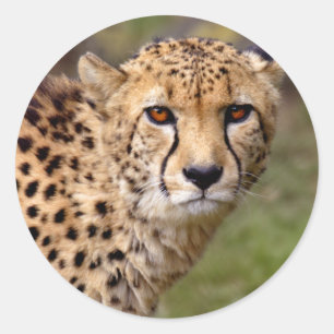 Sticker Cheetah