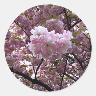 Sticker Cherry Blossoms
