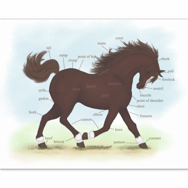 Sticker Cheval Brown Avec Chaussettes Et Blaser Anatomie G (Devant)