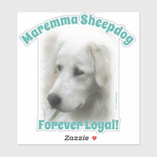 Sticker Chien à mouton Maremma Forever Loyal transparent a