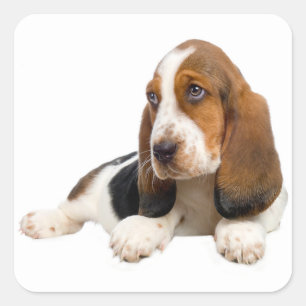 Sticker Chien Chien Chien Chien Chanté Basset Hell