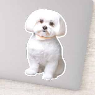 Sticker Chien maltais