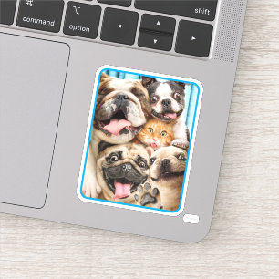 Sticker Chiens et photo d'un groupe de chats