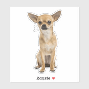 Sticker chihuahua