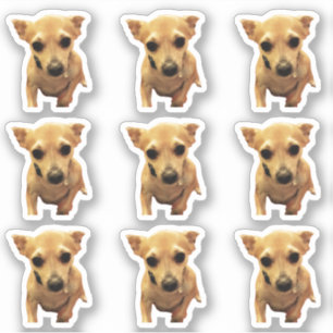 Sticker Chihuahua Chiens 4Carly
