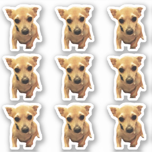 Sticker Chiots Chihuahua Mignons 4Carly (Devant)