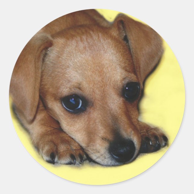 Sticker Chiweenie (Devant)