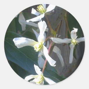 Sticker Clematis Armandii Blossom