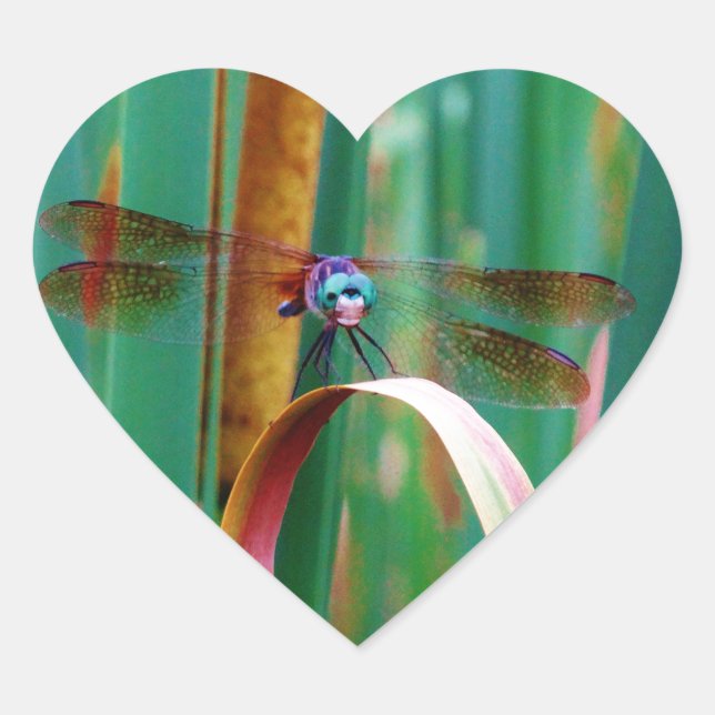 Sticker Cœur A teal Eyed Dragonfly with cattails (Devant)