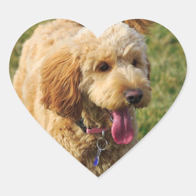Sticker Cœur Adorable Goldendoodle Chien (Devant)