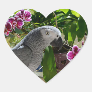 Sticker Cœur African Grey Parrot with Orchids