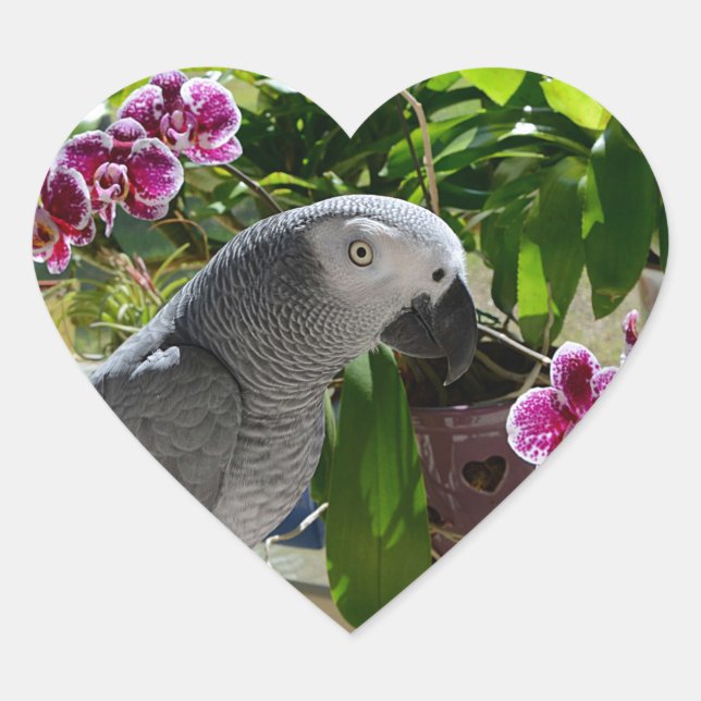 Sticker Cœur African Grey Parrot with Orchids (Devant)