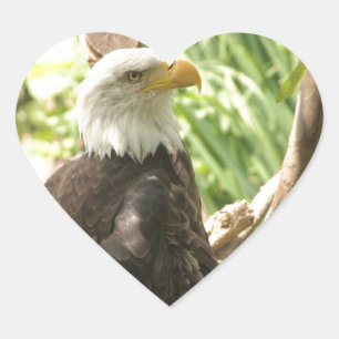 Sticker Cœur Aigle de Bald