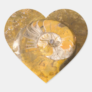 Sticker Cœur Ammonite et autres fossiles dans la photographie r