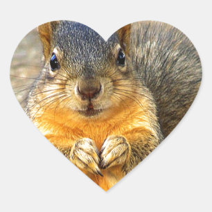 Sticker Cœur Amour des écureuils_