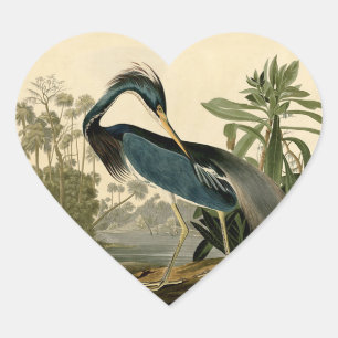 Sticker Cœur Audubon Héron de Louisiane Oiseaux Amérique Art
