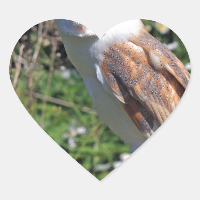 Sticker Cœur Barn Owl (Devant)