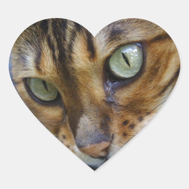 Sticker Cœur Beau chat Bengal (Devant)