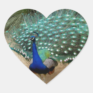 Sticker Cœur Beau Peacock
