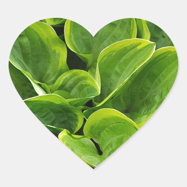 Sticker Cœur Beau plante hosta vert (Devant)