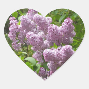 Sticker Cœur Belle Lilacs - Photo Florale
