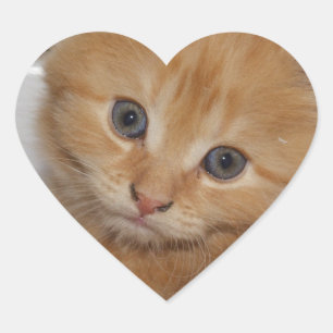 Sticker Cœur Belle Tabby Kitten Orange