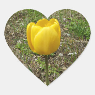Sticker Cœur Belle Tulipe Jaune