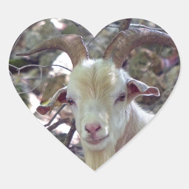 Sticker Cœur Billy Goat (Devant)