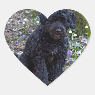 Sticker Cœur Black Anglais Springer Spaniel