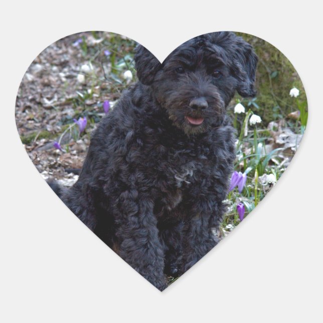 Sticker Cœur Black Anglais Springer Spaniel (Devant)