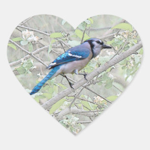 Sticker Cœur Bleu Jay Songbird
