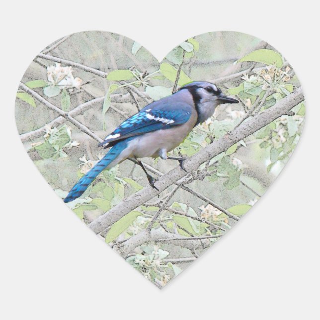 Sticker Cœur Bleu Jay Songbird (Devant)