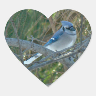 Sticker Cœur Bleu Jay Songbird (Cyanocitta cristata)