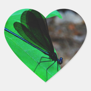 Sticker Cœur Blue Damselfly on a green leaf.