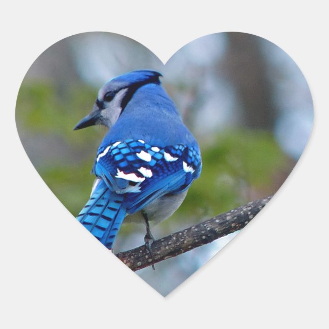 Sticker Cœur Blue Jay (Devant)
