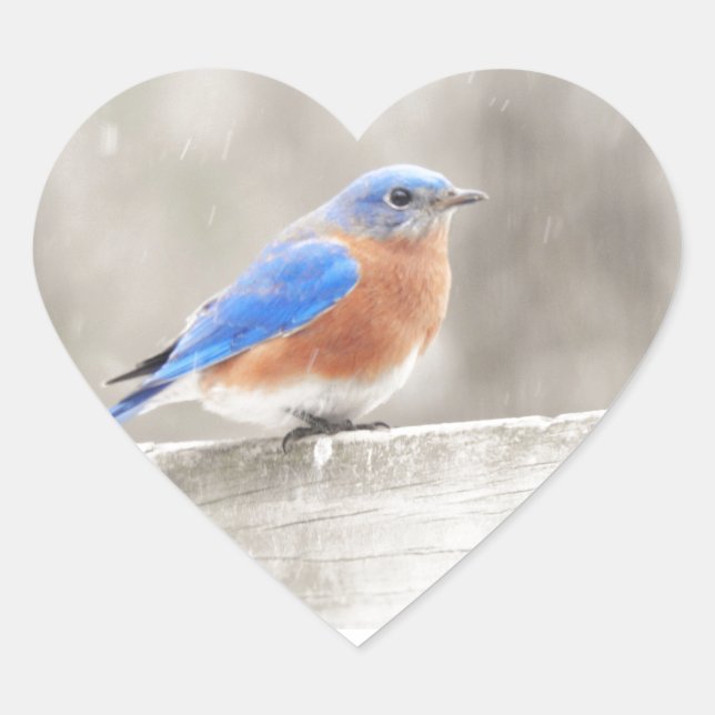 Sticker Cœur Bluebird oriental mâle (Devant)