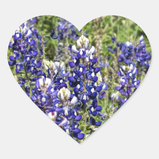 Sticker Cœur Bluebonnets colorés du Texas - Lupinus texensis (Devant)