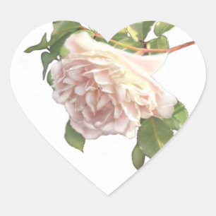 Sticker Cœur bourgeon de rose blanche rose élégant
