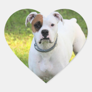 Sticker Cœur Boxer