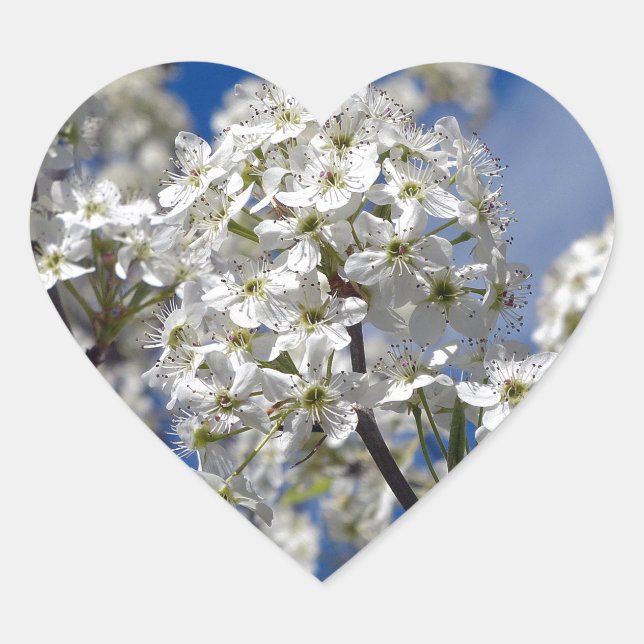 Sticker Cœur Bradford Pear Blooms (Devant)