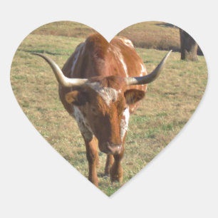 Sticker Cœur Brown et blanc Longhorn Bull Blue Sky