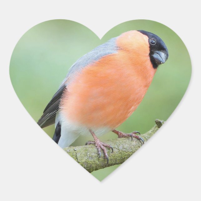 Sticker Cœur Bullfinch (Devant)