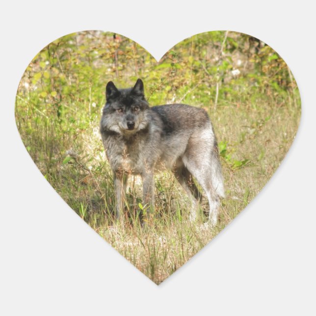Sticker Cœur Cadeau photo Gray Wolf & Wilderness (Devant)