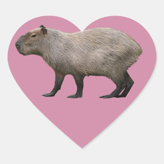 Sticker Cœur Capybara (Devant)