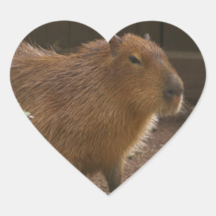 Sticker Cœur Capybara